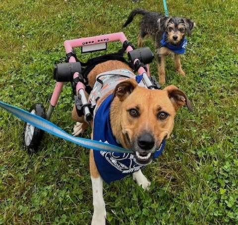 Introducing Adoptions Made Easy PetSmart Charities